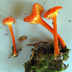 Hygrocybe cantherellus 'Chanterelle Waxy Cap'